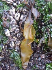 Mazzaella laminarioides