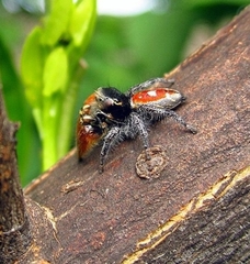 Phidippus cruentus