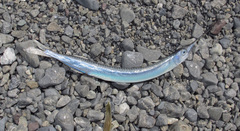 Hyporhamphus ihi
