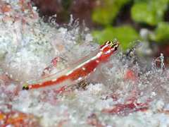 False-Comet Dwarfgoby photo 3