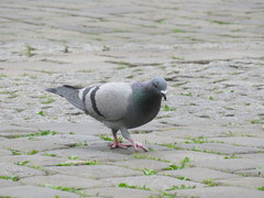 Columba livia domestica