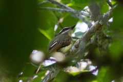 Myiodynastes hemichrysus