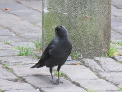 Corvus monedula