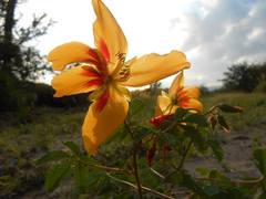 Cochlospermum wrightii