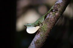Anolis huilae