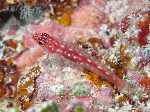 Hairfin dwarfgoby (Eviota prasites) — Gobiidae