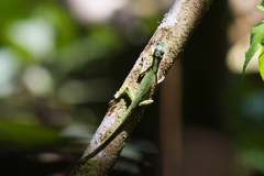 Anolis huilae