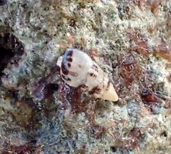 Cerithium egenum