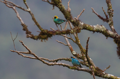 Chalcothraupis ruficervix