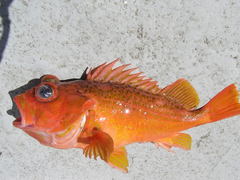 Sebastes chlorostictus