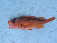 Sebastes chlorostictus