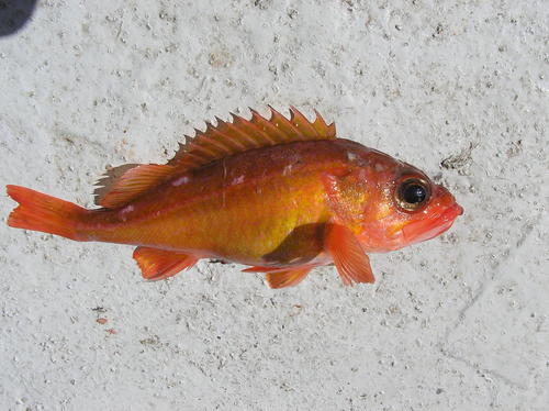 Swordspine rockfish (Sebastes ensifer) — Sebastidae — 3