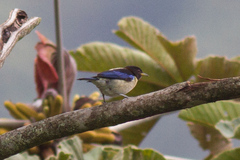 Iridophanes pulcherrimus