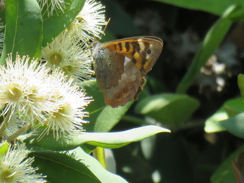 Madeiran Speckled Wood