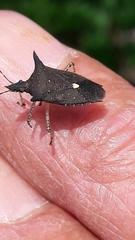 Proxys albopunctulatus