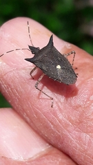 Proxys albopunctulatus