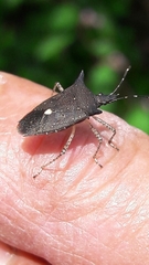 Proxys albopunctulatus