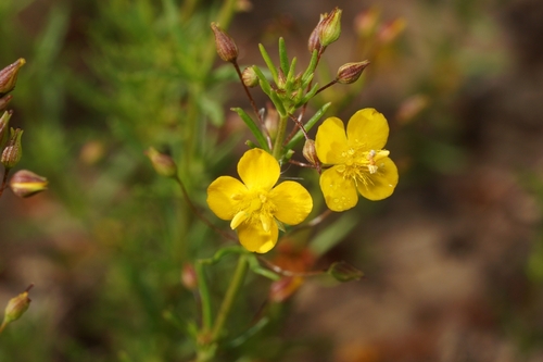 broomwort (Scoparia montevidensis)