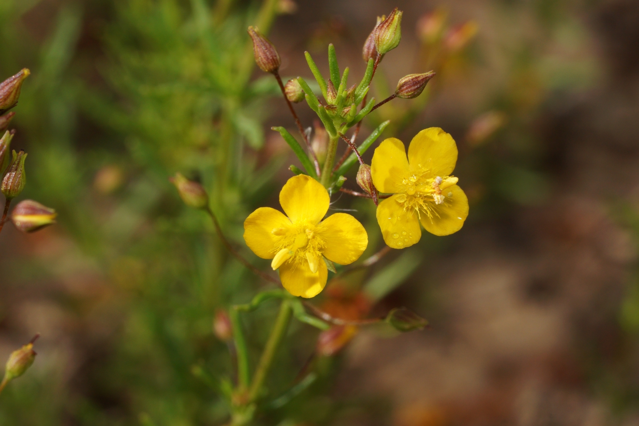 Scoparia montevidensis