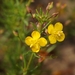 Broomwort - Photo (c) jhall3387, some rights reserved (CC BY-NC), uploaded by jhall3387