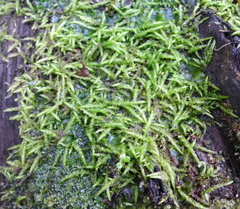 Acrocladium chlamydophyllum