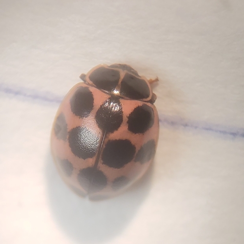 Photo of Cream-spotted Ladybird (Calvia quatuordecimguttata)