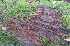 Acrocladium chlamydophyllum