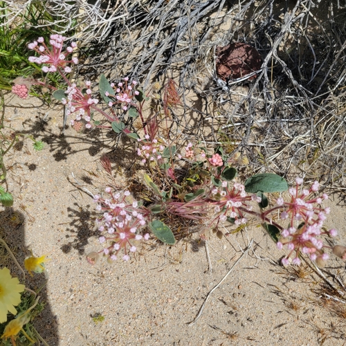 Image of Abronia pogonantha by no rights reserved