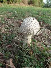 Saproamanita vittadinii