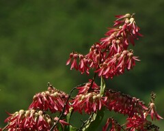 Triplaris americana (Triplaris americana)