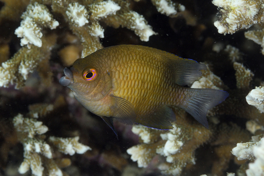 Big-Lip Damsel