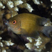 Biglip Damsel - Photo (c) terence zahner, some rights reserved (CC BY-NC), uploaded by terence zahner