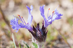 Salvia carduacea