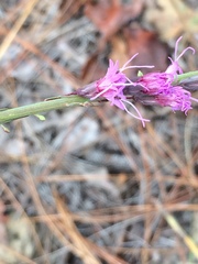 Liatris pauciflora