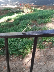 Stagmomantis carolina