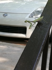 Stagmomantis carolina