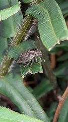 Antiteuchus tripterus