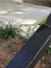 Stagmomantis carolina