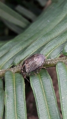 Antiteuchus tripterus