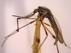 Psorophora howardii