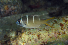 Redfin Emperor photo 2
