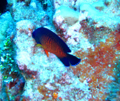 Centropyge bispinosa