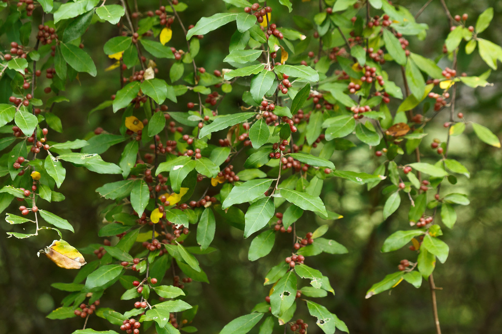 Autumn Olive - Invasive Species & How to Control It