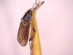 Psorophora howardii