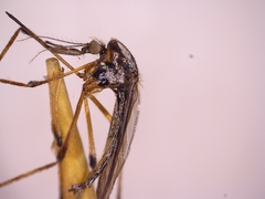 Psorophora howardii