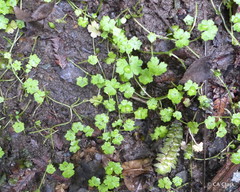 Hydrocotyle heteromeria
