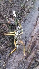 Cryptanura septentrionalis