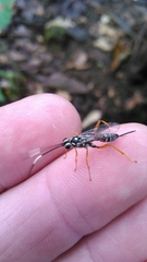Cryptanura septentrionalis