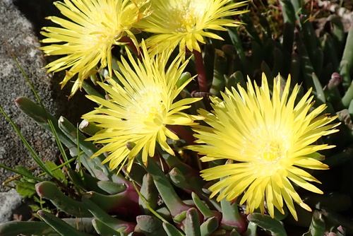 Cheiridopsis rostrata