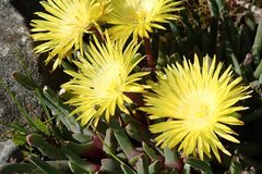 Cheiridopsis rostrata